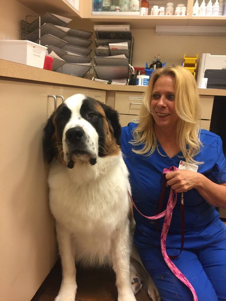 Our Veterinary Team Las Vegas Vet Companion Animal Hospital